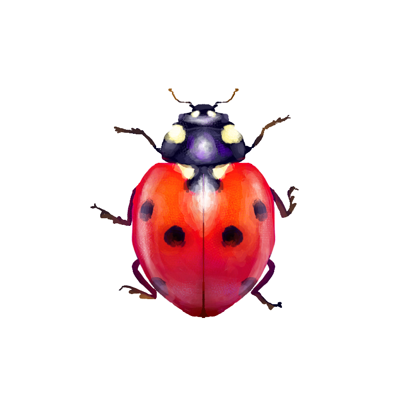 Coccinelle